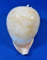 Umblia armeniaca